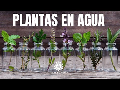 Video: Cultivo de hierbas en el agua: información sobre las hierbas que se cultivan en el agua