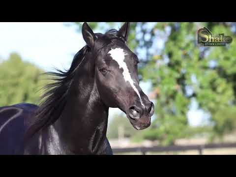 Vídeo: Cavalo de esboço irlandês