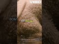Safe Water Introduction for Your Dog!