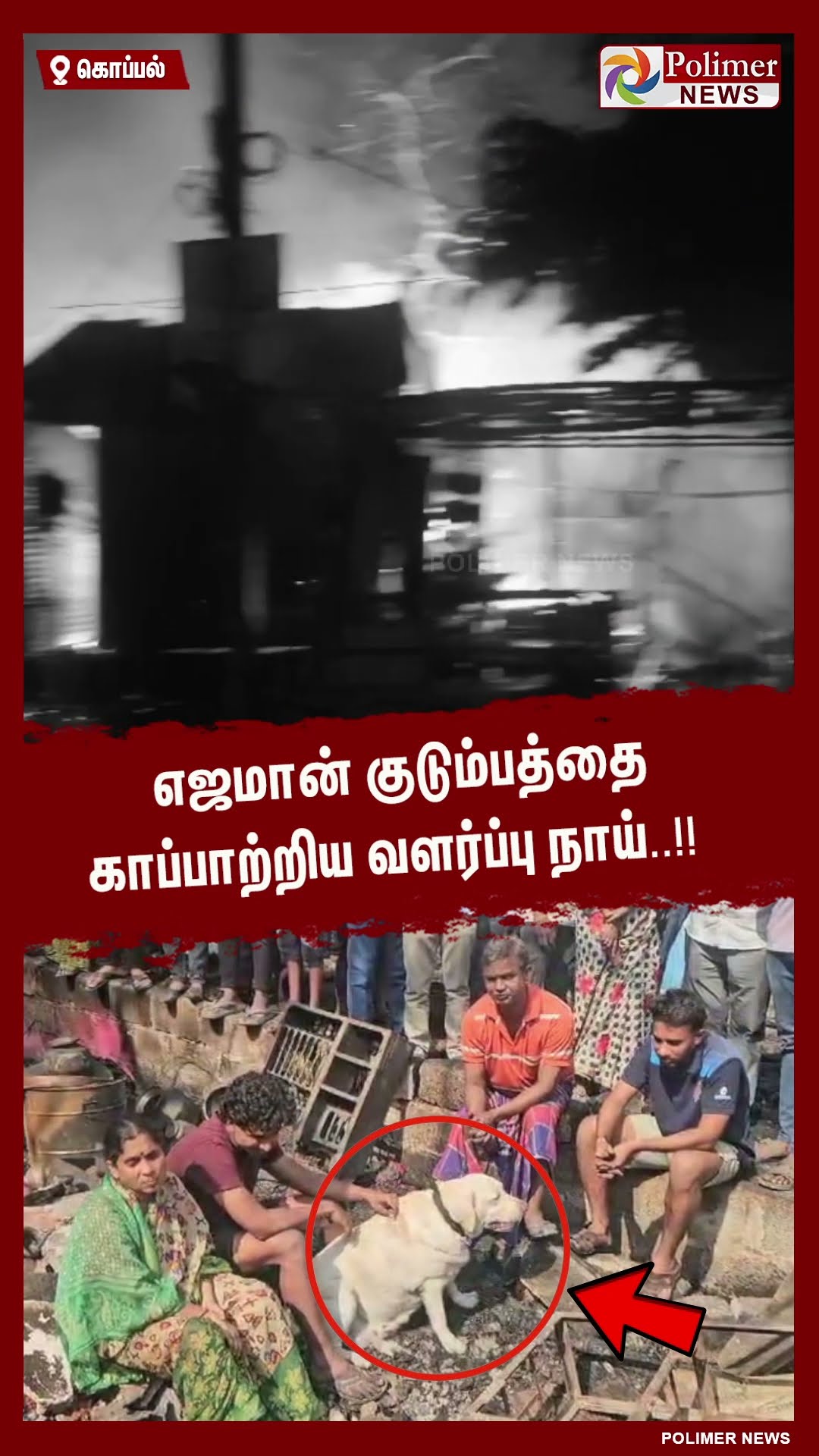 எஜமான் குடும்பத்தை காப்பாற்றிய வளர்ப்பு நாய்..!!  #shorts | #dog