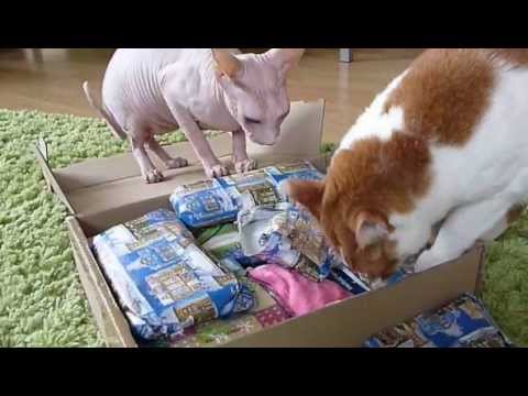 Sphynx Aroom, Ling, Noong und das Wichtelpäckchen 2012 "Der nackte Wahnsinn"