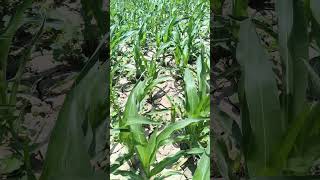 "Fasal ki raksha, kisan ka kartavya. Makke ke khet mein spray ka kaam jaari hai. 💪🌽 #FarmerLife"