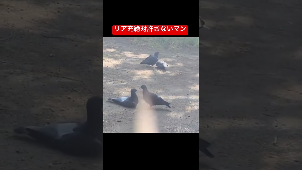 カップルを絶対許さない鳩いて草