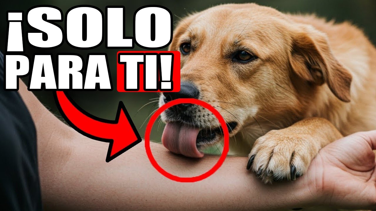 15 Cosas Que Los Perros Hacen SOLO Por Las Personas Que AMAN!