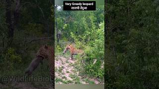 Wildlife Chronicles: Intense Encounter as Greedy Leopard Hunts Down Mother Boar and 2 Young Piglets