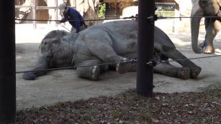 上野動物園ゾウの観察Ⅰ　オシッコの量がすごいのでビックリ！！