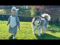 Adorable Baby Husky Walks His Dog And Feeds His Goats! (So Cute!!)