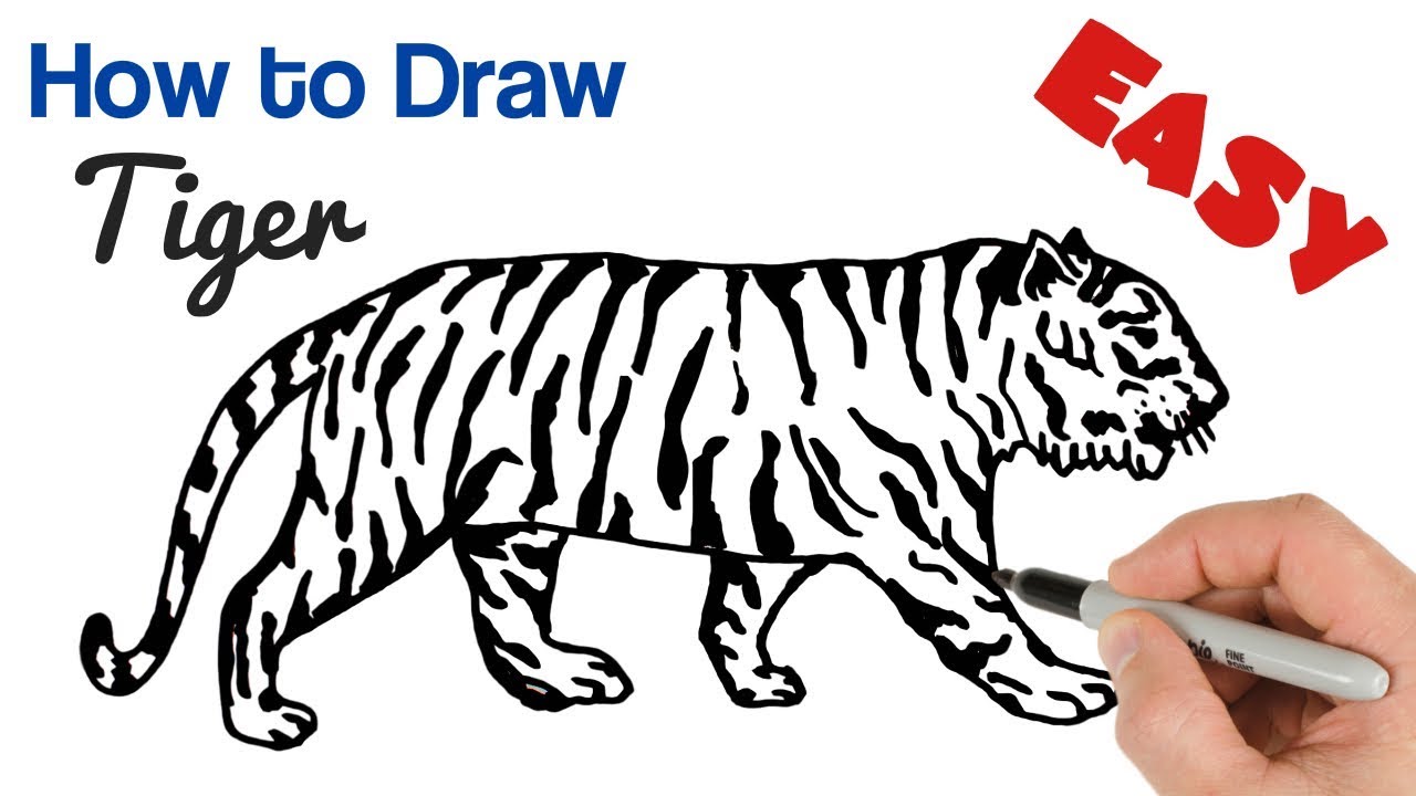 How to Draw a Tiger Easy | Animals Drawing Art Tutorial - YouTube