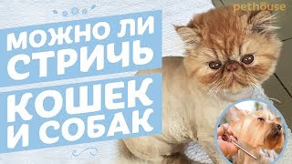 Можно ли стричь собак и кошек Можно ли стричь собак и кошек