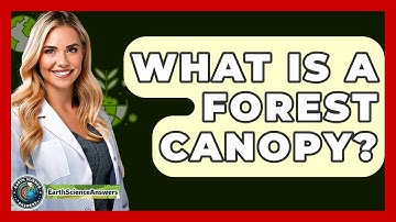 What Is A Forest Canopy? - Earth Science Answers