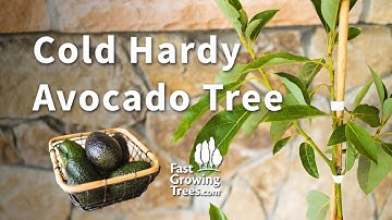 Cold Hardy Avocado Tree | Fast Growing Trees