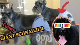 Life with a Giant Schnauzer - The Most Memorable Moments by SCHNAUZERS FRIENDS CLUB 125 views 1 year ago 2 minutes, 10 seconds