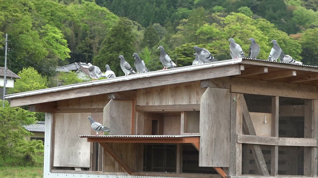 45日前後若鳩の舎外　kさん鳩舎　動画後ろに黒い画面残っています。確認もれ、すみません。