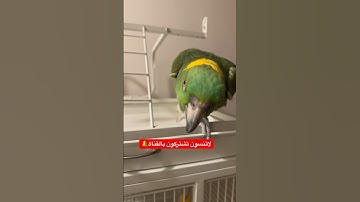 ببغاء امازوني يلوناب سورة الاخلاص #اكسبلور #ببغاء_يتكلم #يوميات #ببغاء