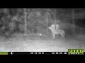 #Coyote verbally attacked by a group of raccoons!!  Long Version with #wildlife interactions