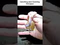 catching and cooking octopus 🐙