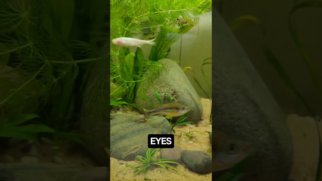 Fish with no eyes! #aquarium
