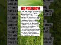 One of the rarest natural traits in the world explained.