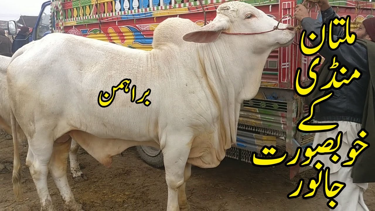 Multan Cow Mandi Kay Khubsurat Janwar Latest Update Urdu Hindi SS Tv