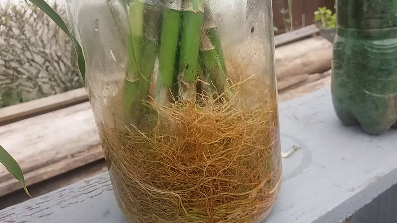 Como Plantar Bambu  Da Sorte Em Vaso