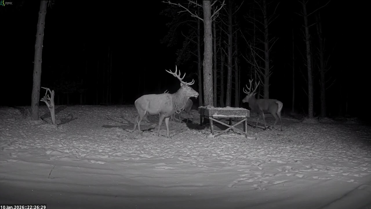 ​​🦌🔄️🦌Red deer Cam Estonia 2026/01/10