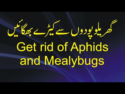 گھریلو پودوں سے سبزتیلہ، ایفڈ اور دیگر کیڑوں کا خاتمہ | Get rid of Aphids and Mealybugs Urdu/Hindi