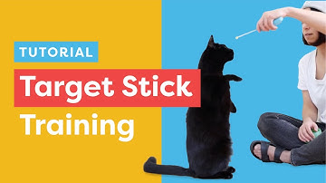 Target Stick Training For Cats: Three methods to start