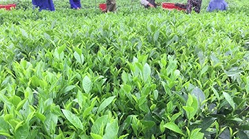 Cận cảnh việc thu hái chè ở Thái Nguyên