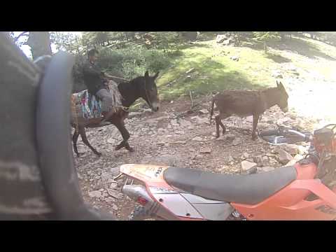 Animal Cruelty - Donkey Hobbling