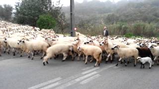 Algarvia ewes, Porches, Lagoa, Algarve, Portugal, Europe