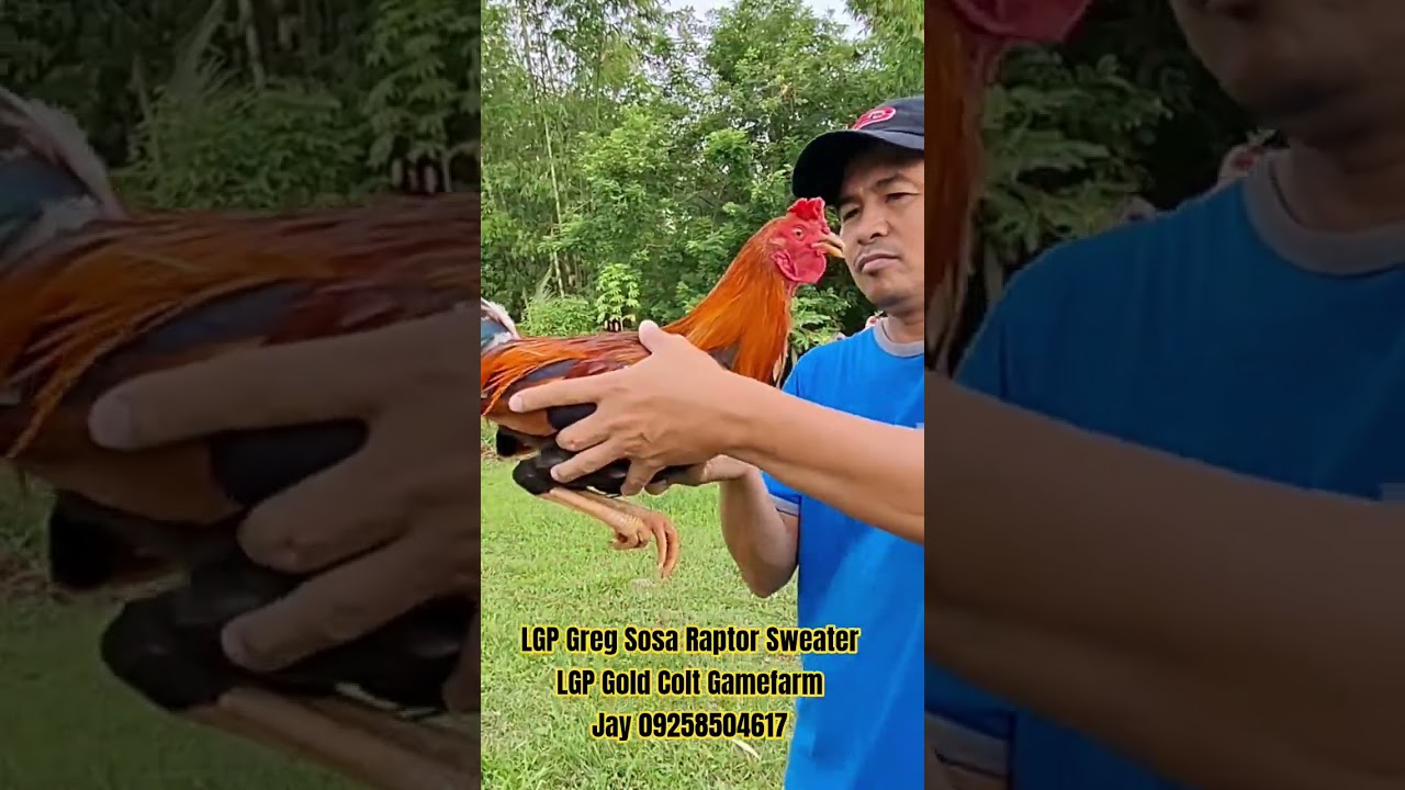 LGP Greg Sosa Raptor Sweater LGP Gold Colt Gamefarm 