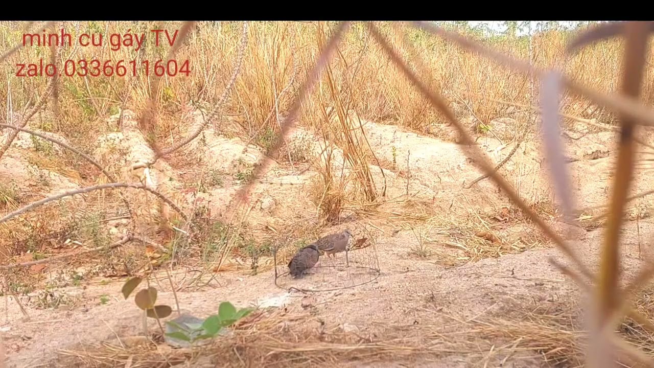 Clip 218.thổ cấn sấm.phóng rước.kèm thưa.cứng gù.mời cả nhà xem clip vui vẻ...? 