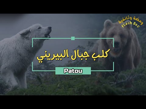 فيديو: هل تتساقط كلاب جبال البرنيز كثيرًا؟