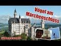Vögel am Märchenschloss - Schloss Neuschwanstein (Süddeutschland#4)