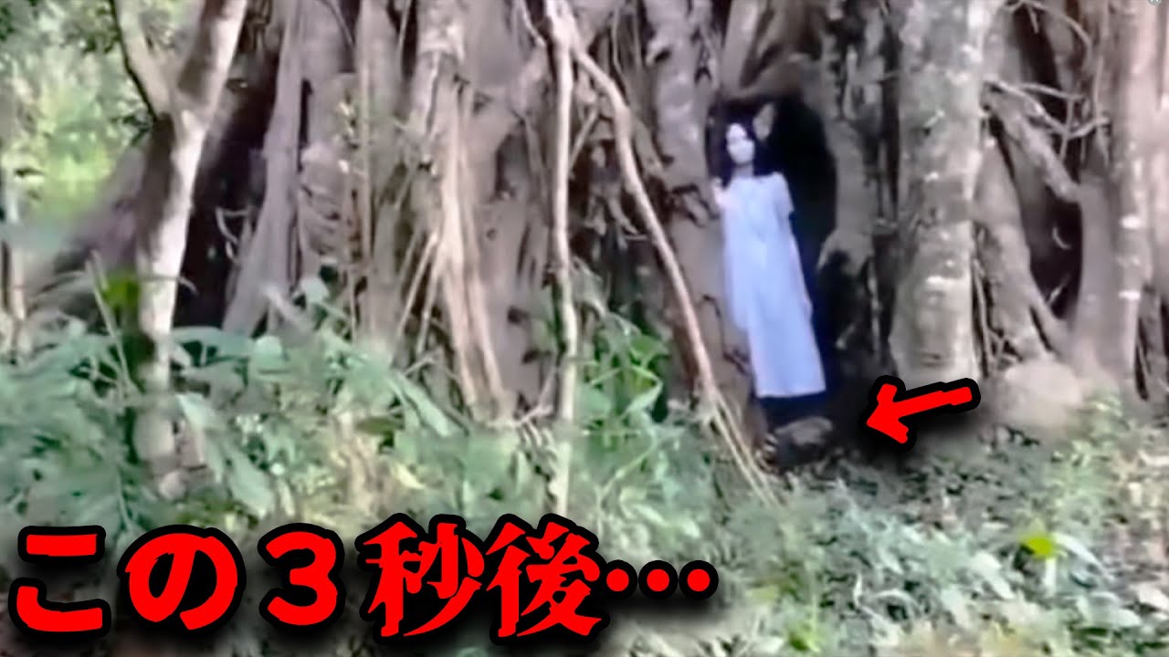 【※ショッキングな映像です】樹木葬を行った女性の末路…撮影された恐怖映像がヤバすぎる【総集編】