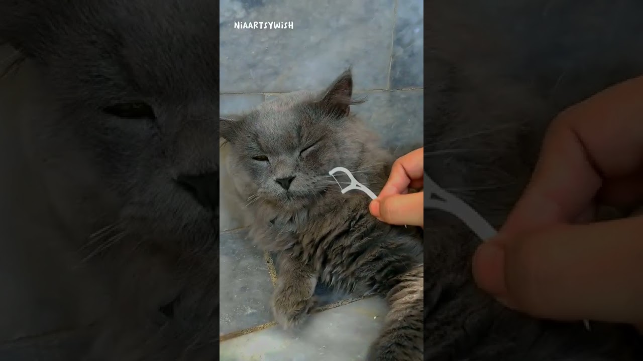 Mr Reo is such a good sport😺 His face says it all😃 