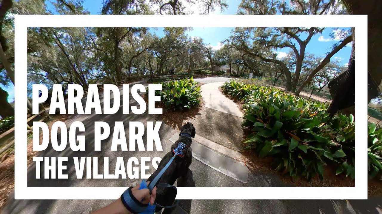 🐾 Paradise Dog Park in The Villages Florida with Gridley the Aussie-Doodle 
