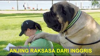 ANJING ENGLISH MASTIFF