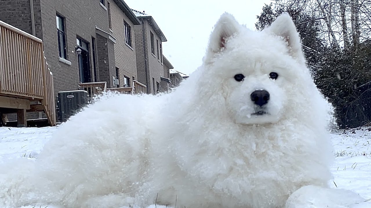 ⁣My Samoyed Loves to Stay Still and Enjoy Extreme Cold