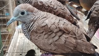 FEELING LUCKY: GOT A SUPERB WILD LOCAL DOVE FEELING LUCKY: GOT A SUPERB WILD LOCAL DOVE