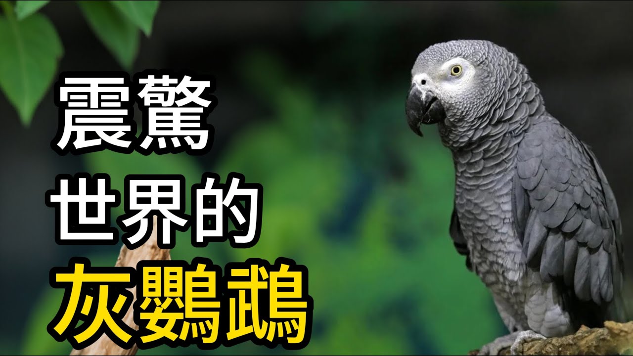 臨終遺言讓科學家淚崩！這隻鸚鵡到底說了什麼？史上最聰明非洲灰鸚鵡Alex，憑一己之力顛覆人類認知！ #非洲灰鸚鵡 #Alex #動物冷知識 #感人故事 #科普