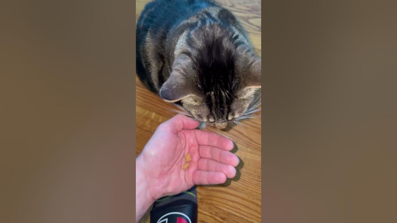 Feeding My Kitty Cat Good Treats Awee How Cute cutekitty catlife feeding-my-kitty-cat-good-treats-awee-how-cute-cutekitty-catlife