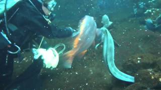 Feeding the wolf eel at the Alaska Sealife Center
