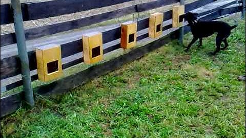 Hundeschule ****Puk Detection Dog Training "Passive Alert"****