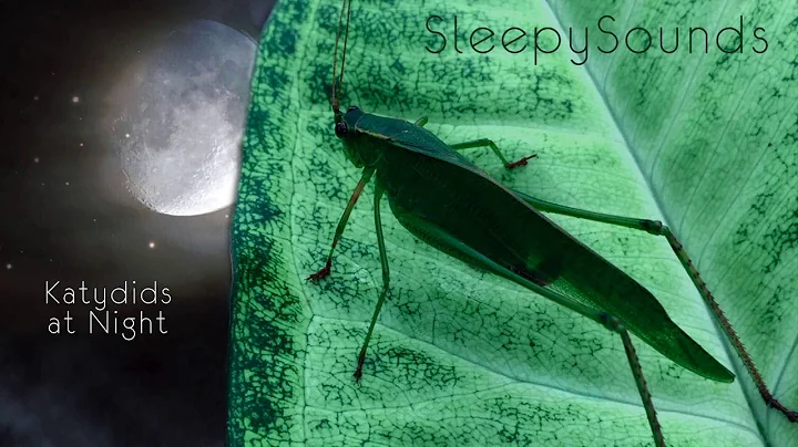 Katydids at Night – 9 Hour Sleep Sound – Katydids and Crickets - DayDayNews