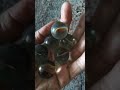 Bolinha De Gude Grande Kit Com 20 Unidades Bolinha De Gude Grande Kit Com 20 Unidades