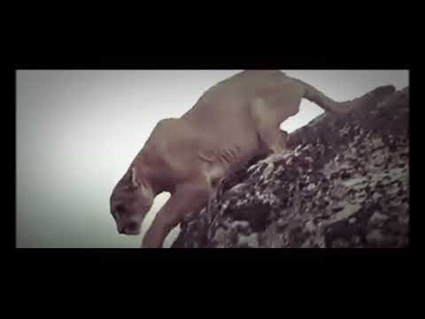 فيلم الدب والاسد النسخة المصرية 