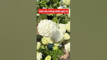 Cẩm Tú Cầu Thân Gỗ hoa đẹp, cây sang, dễ trồng ☎️0921.826.862 #nhavuonngoclam