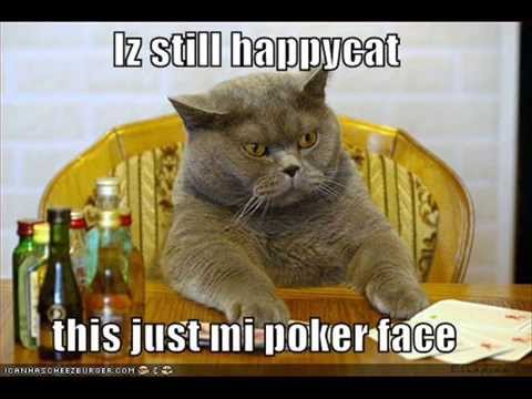 vERY fUNNY cATS 19 - YouTube