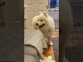 There is ALWAYS The one weird relative #dog #dogs #cutedog #funnydogs #shorts #samoyed